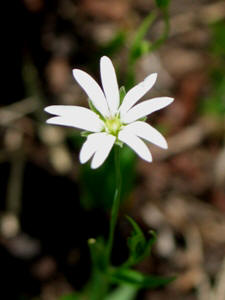 Stellaria spp.